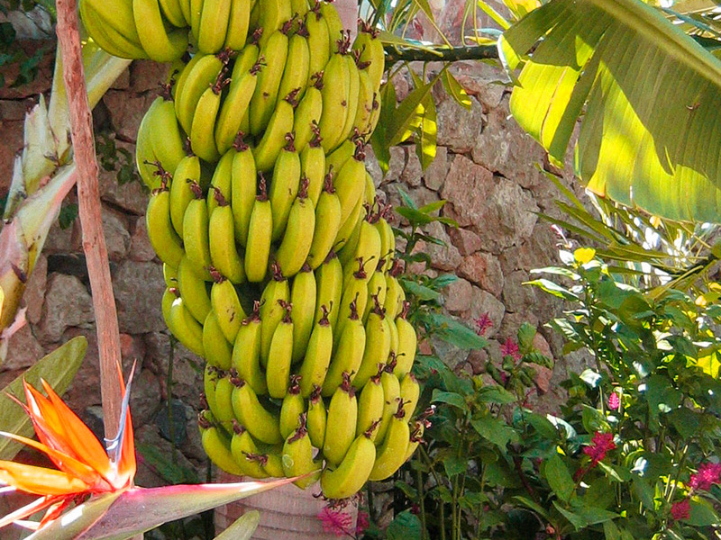 nærbilder av bananer på et palmetre