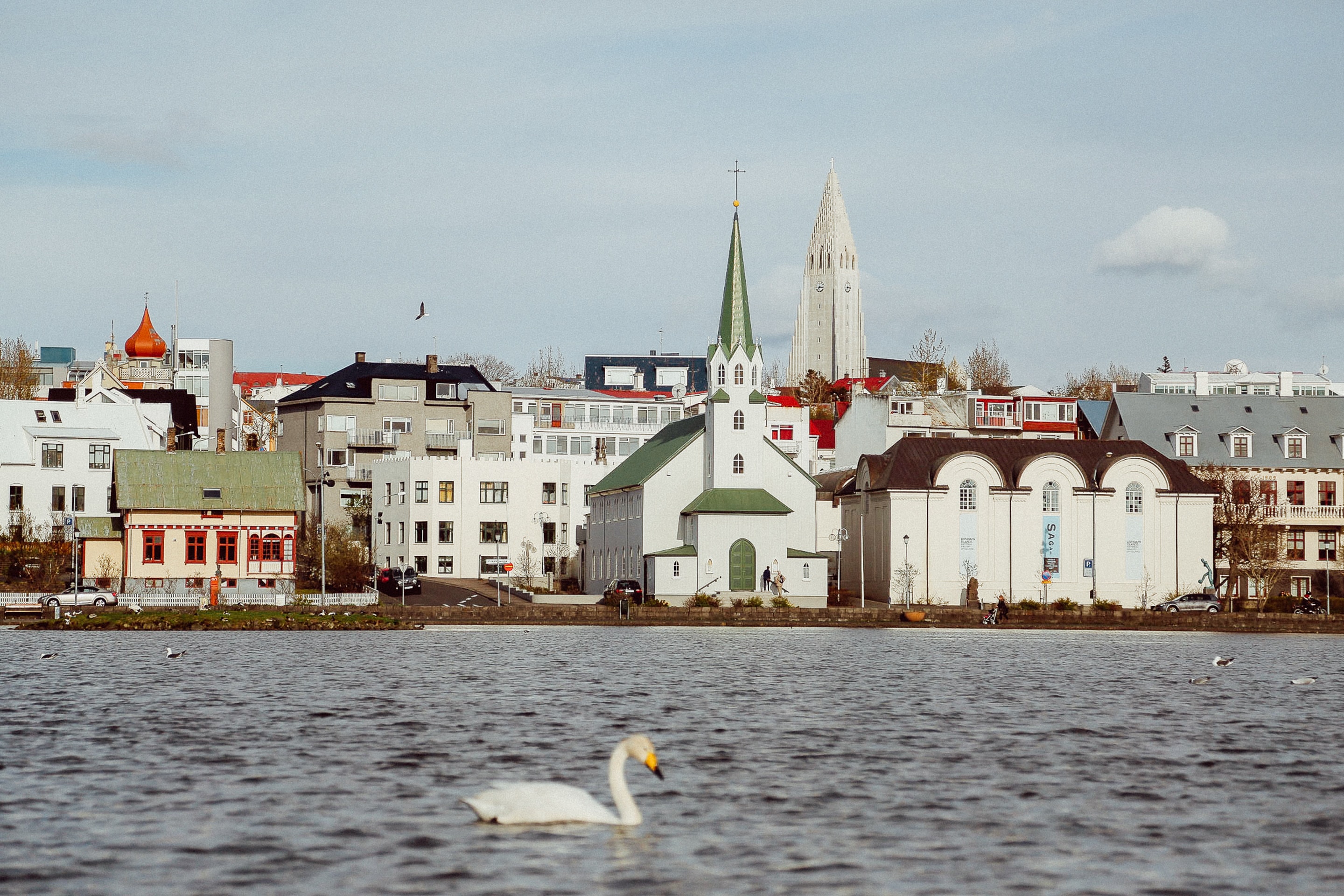 En svane svømmer på vannet mens vi ser deler av Reykjavik i bakgrunnen