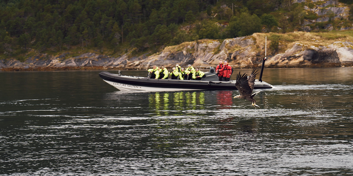 Havørn flyr over vannet, med en RIB-båt i bakgrunnen