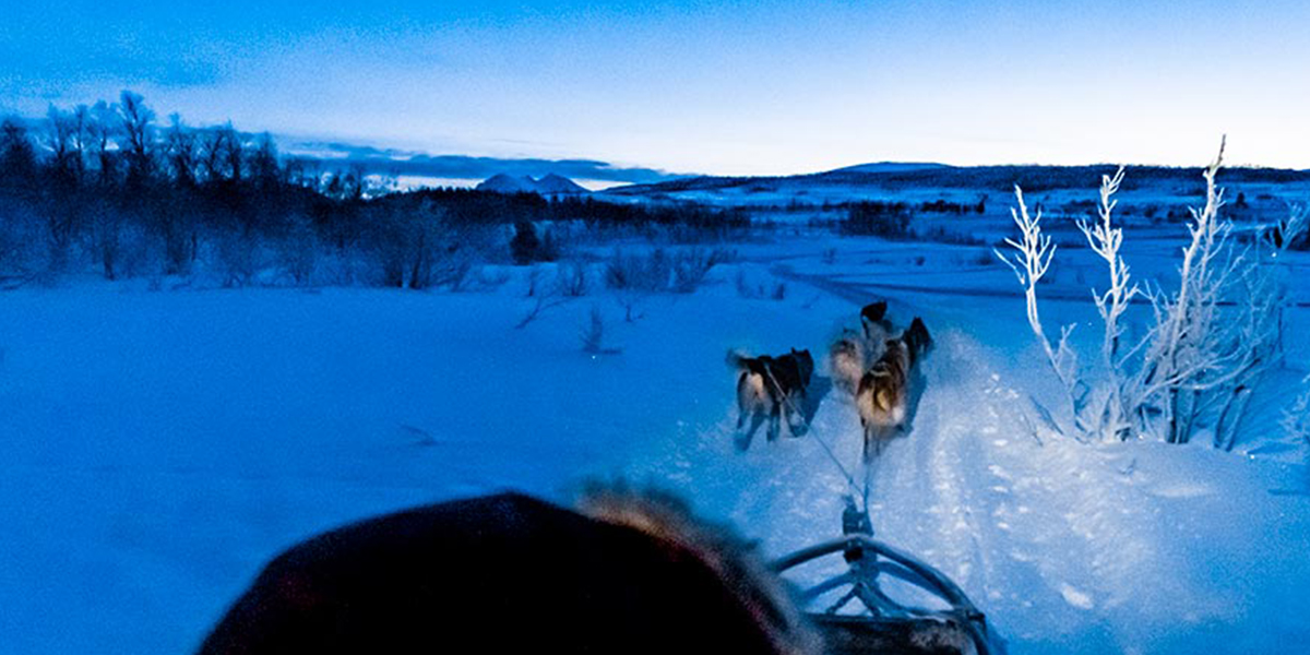 Hodet på en person som er på hundekjøring i skumringen