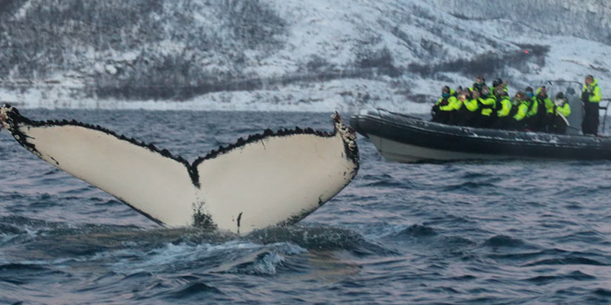 Hvalfinne som stikker opp fra havet med en RIB-båt i bakgrunnen